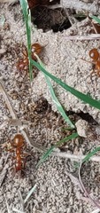 Formicidae