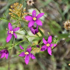 Zeltnera beyrichii