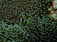 Stichodactyla mertensii