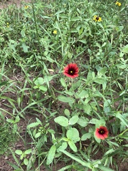 Gaillardia amblyodon
