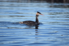 Podiceps cristatus
