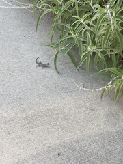 Sceloporus occidentalis