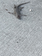 Sceloporus occidentalis