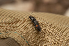 Cardiophorus biguttatus