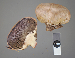 Scleroderma bovista