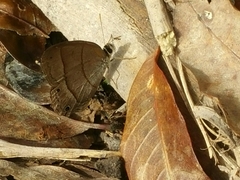 Cissia