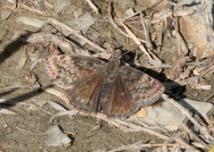 Erynnis afranius