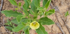 Physalis virginiana