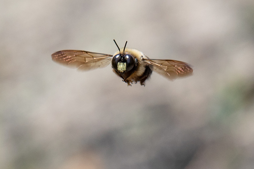 Eastern Carpenter Bee photographed in Massachusetts