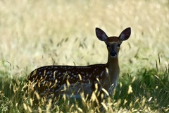 Odocoileus virginianus