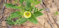 Physalis virginiana
