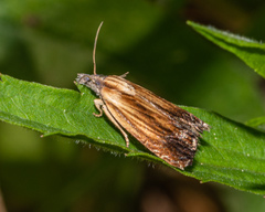 Eucosma umbrastriana