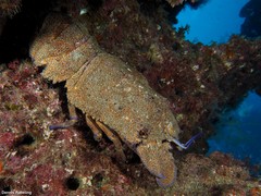 Scyllarides latus