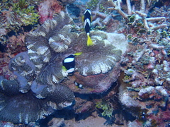 Stichodactyla mertensii