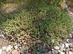 Sedum pallidum