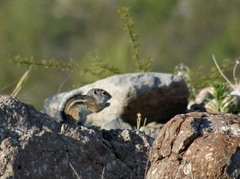 Ammospermophilus interpres