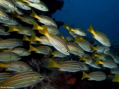 Parapristipoma octolineatum