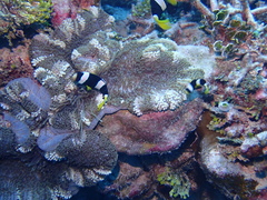 Stichodactyla mertensii