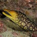 Fangtooth Moray - Photo (c) Dennis Rabeling, some rights reserved (CC BY-NC-ND), uploaded by Dennis Rabeling