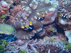 Stichodactyla mertensii