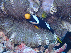 Stichodactyla mertensii