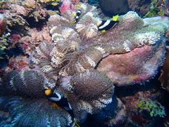 Stichodactyla mertensii