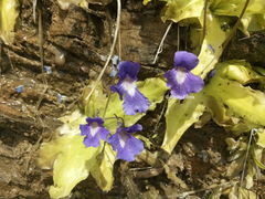 Pinguicula longifolia