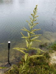 Echinochloa walteri