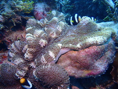 Stichodactyla mertensii