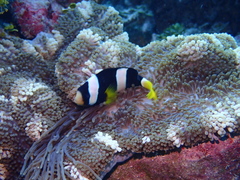 Stichodactyla mertensii