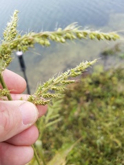 Echinochloa walteri