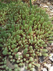 Sedum pallidum