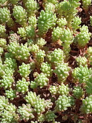 Sedum pallidum