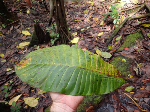 Wild cashew (Anacardium excelsum)