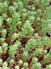 Sedum pallidum