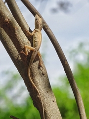 Anolis unilobatus