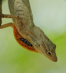 Anolis unilobatus