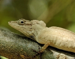 Anolis unilobatus