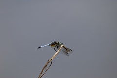 Pachydiplax longipennis