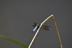 Pachydiplax longipennis