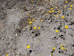 Pentachaeta aurea aurea