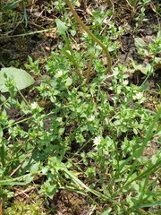 Arenaria leptoclados