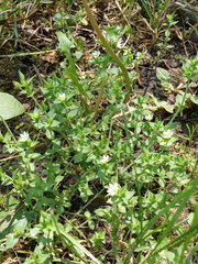 Arenaria leptoclados
