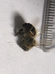 Apis mellifera