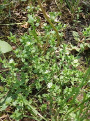 Arenaria leptoclados