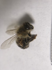 Apis mellifera