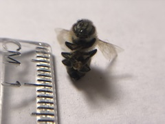 Apis mellifera