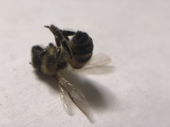 Apis mellifera