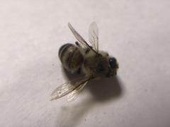 Apis mellifera