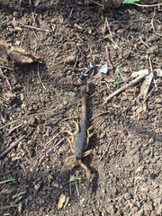 Centruroides margaritatus